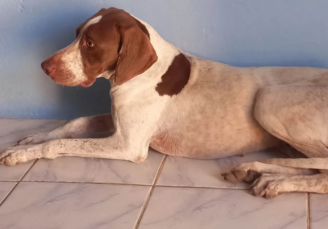 Cachorra entrando no cio