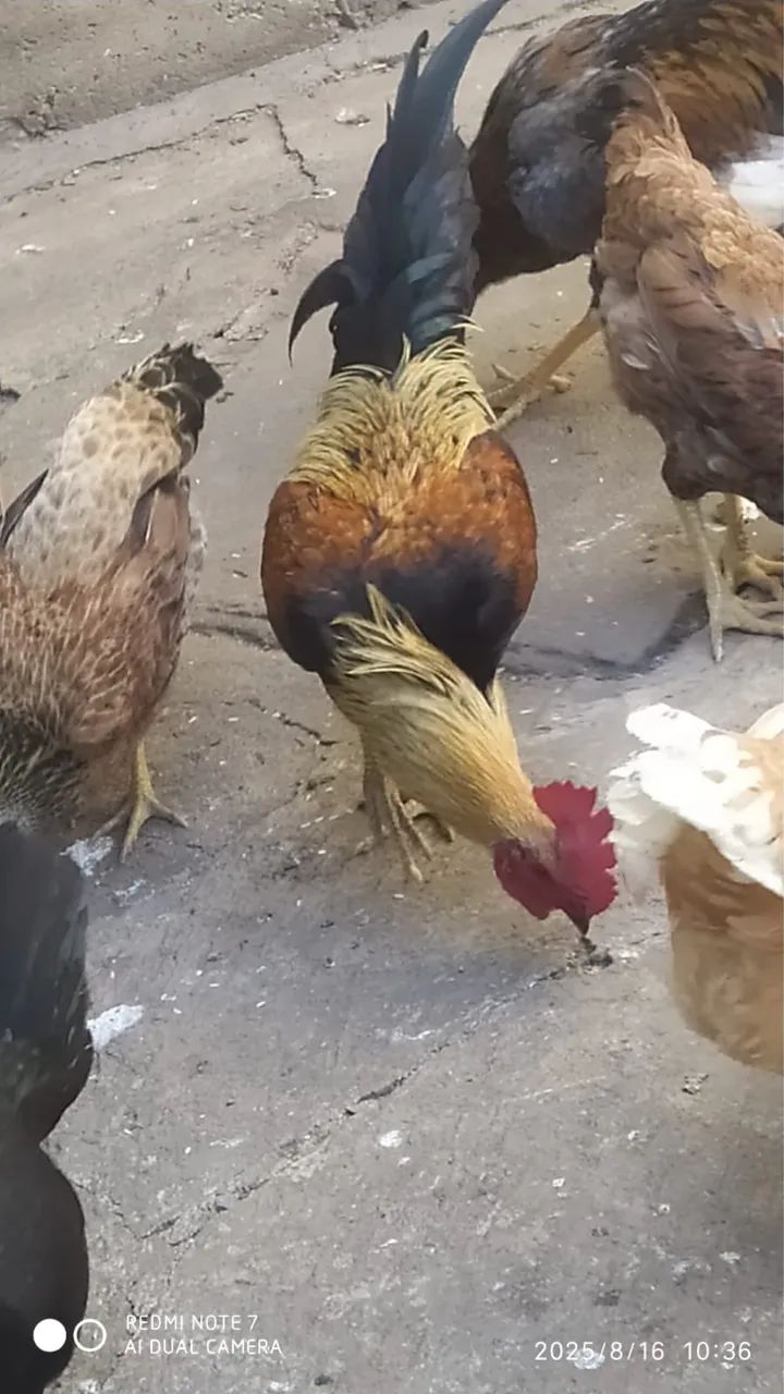 Galos - para criação - Foto 4