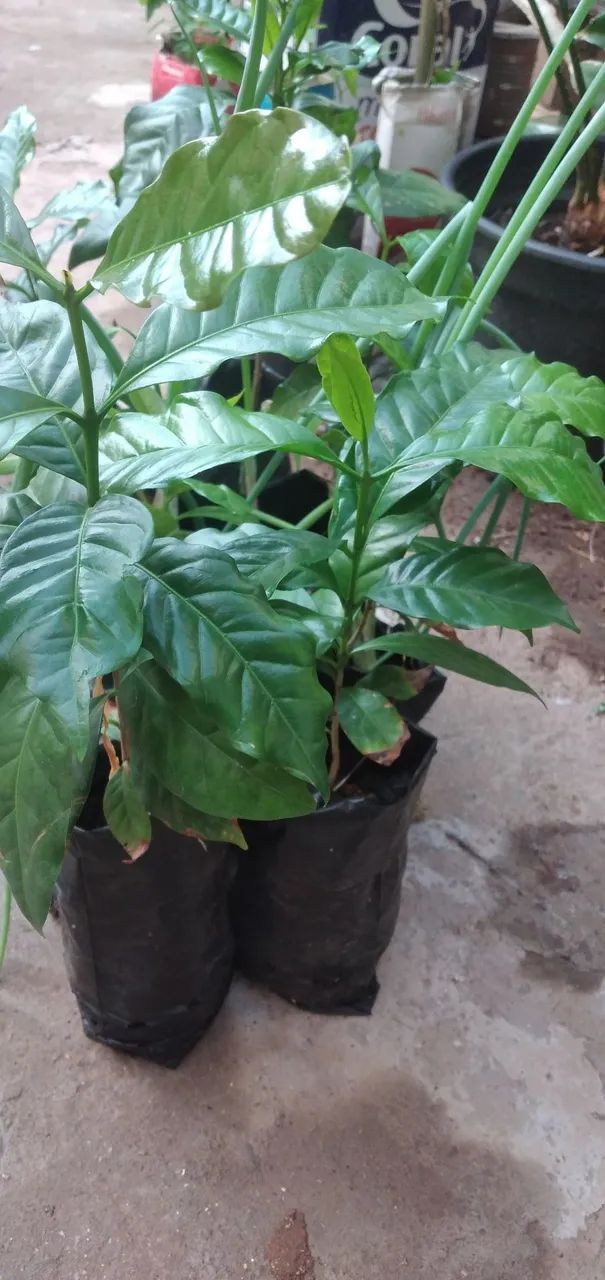 Mudas cafe64313659508865120