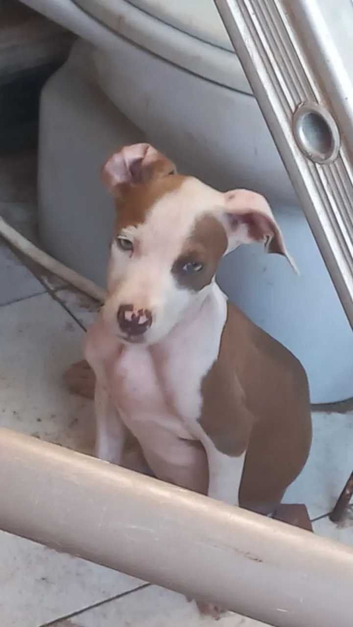 Filhote Pit Bull