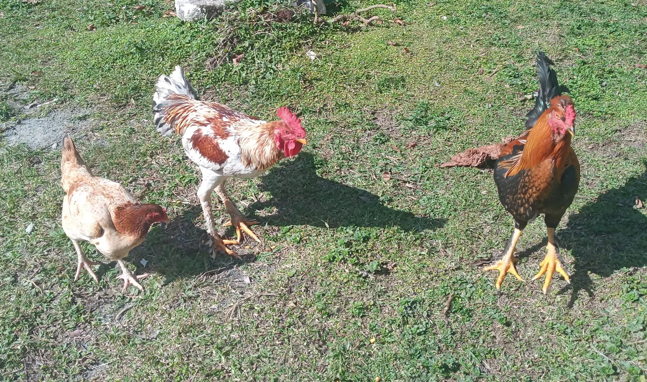 Galos e galinha para venda