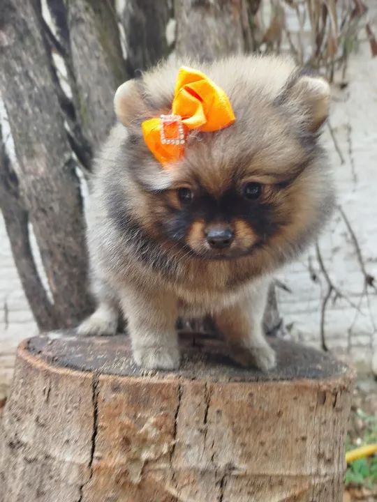 Pomerânia fêmea minuscula - Foto 5