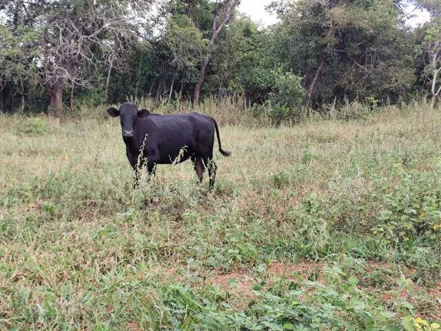 8 Novilhas leiteiras prenhas - Foto 5