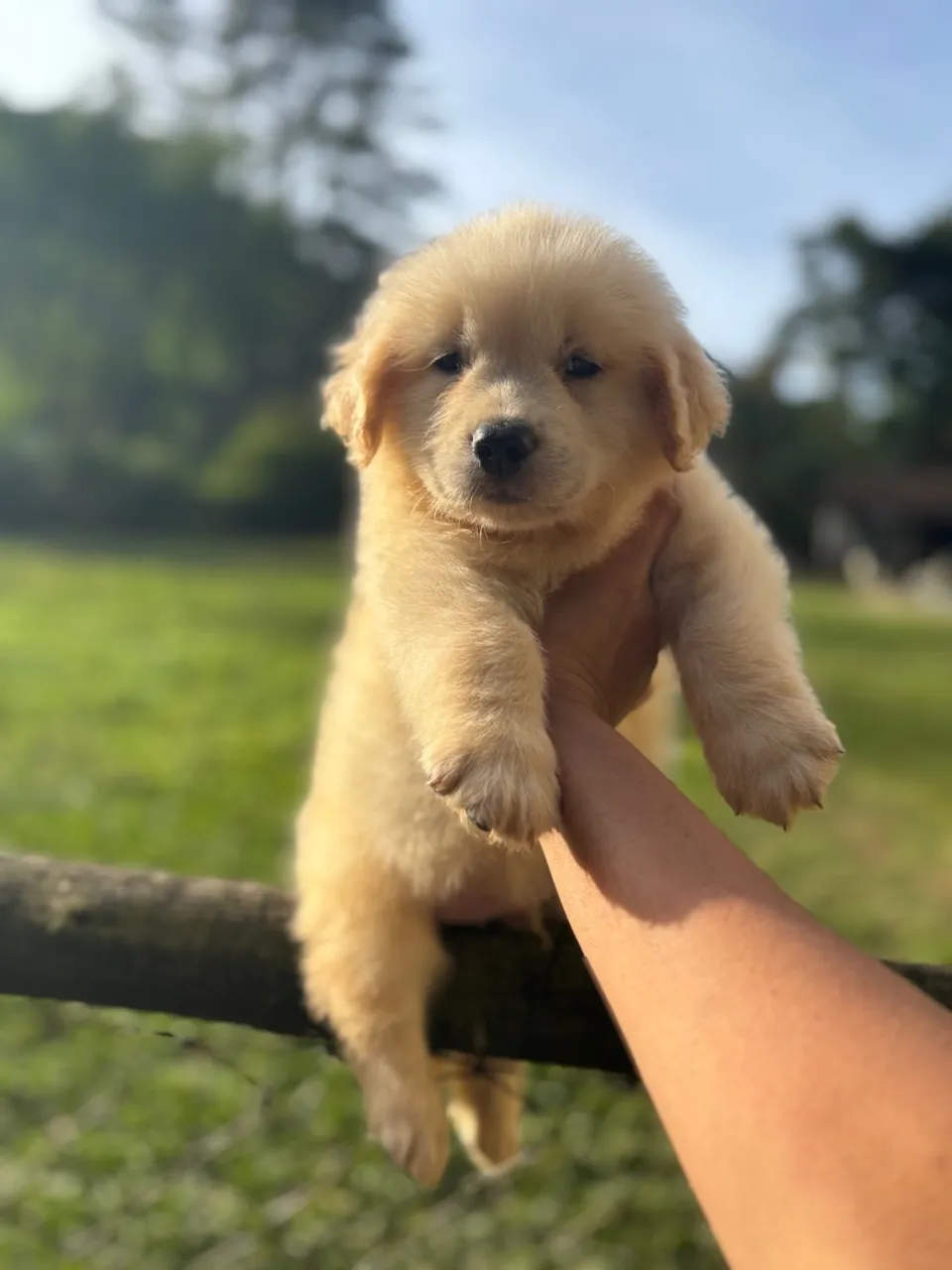 Filhote top de golden