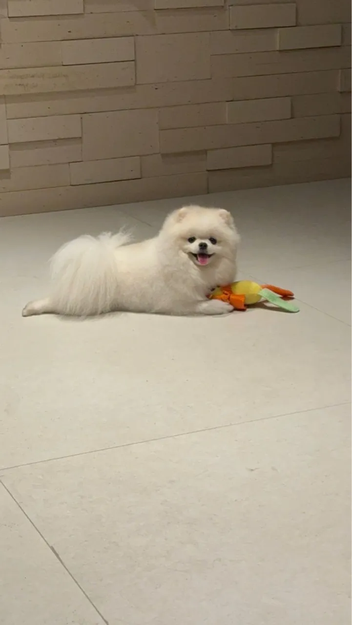 Spitz alemão anão Branco (macho) CASTRADO