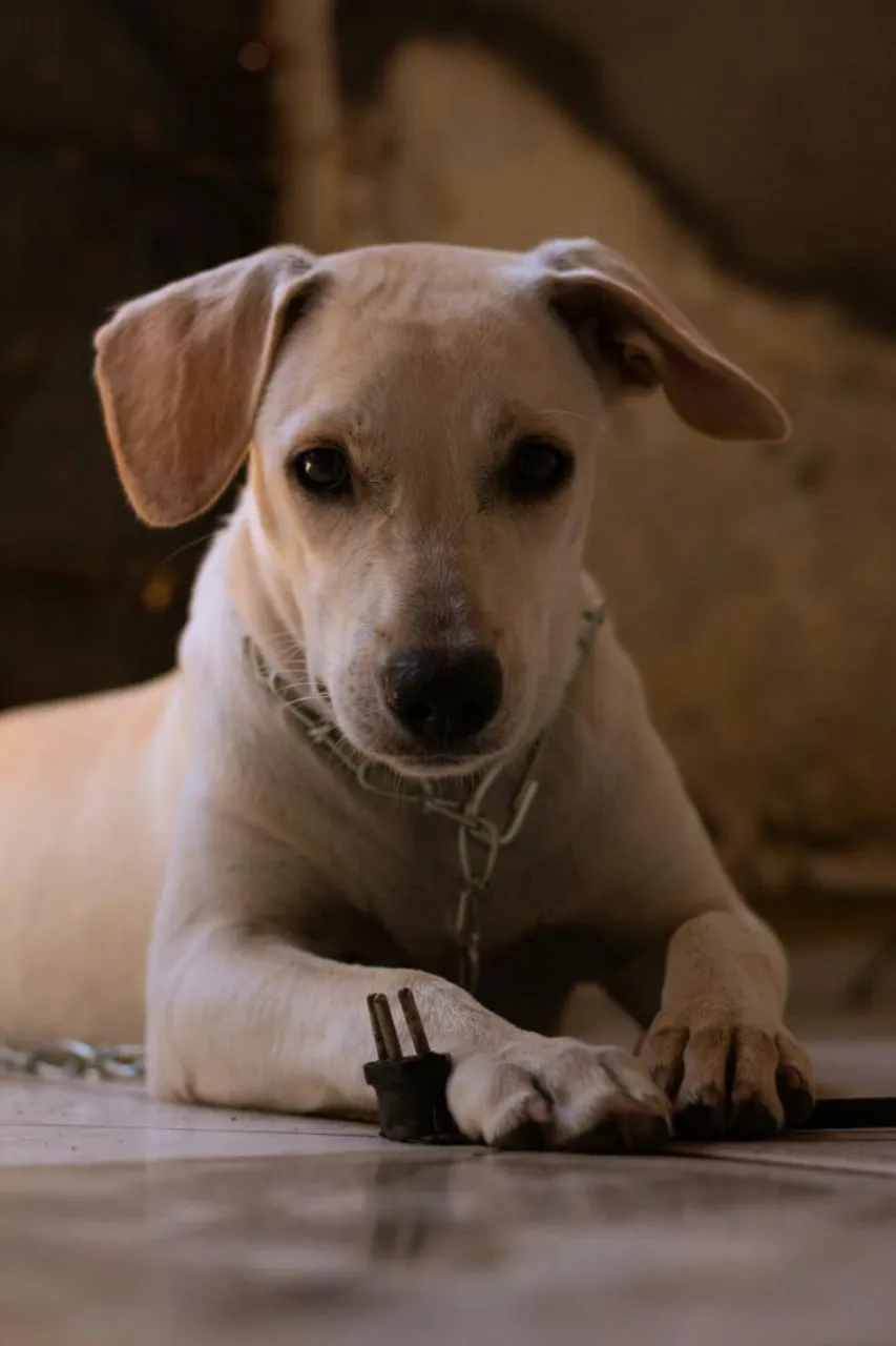 Cãozinho adorável à procura de um lar