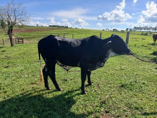 Boi Manso de Sela, 340 reais a arroba para pesar. - Foto 2