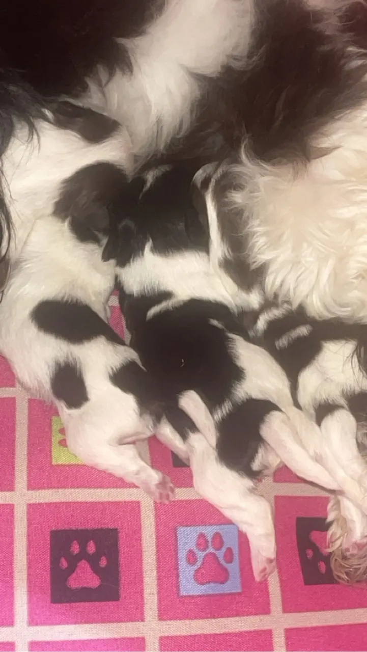 Filhotes de shih tzu