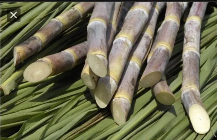Cana-de-açúcar fresca e de alta qualidade