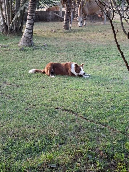 Fazenda a venda 