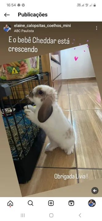 Coelho mini (os das orelhas caidas)  - Foto 4