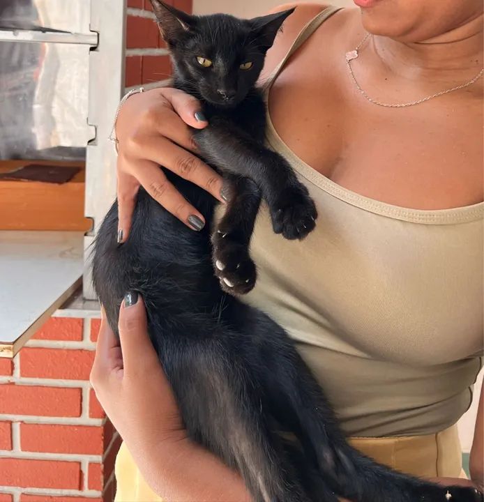 ADOÇÃO RESPONSÁVEL - Foto 3