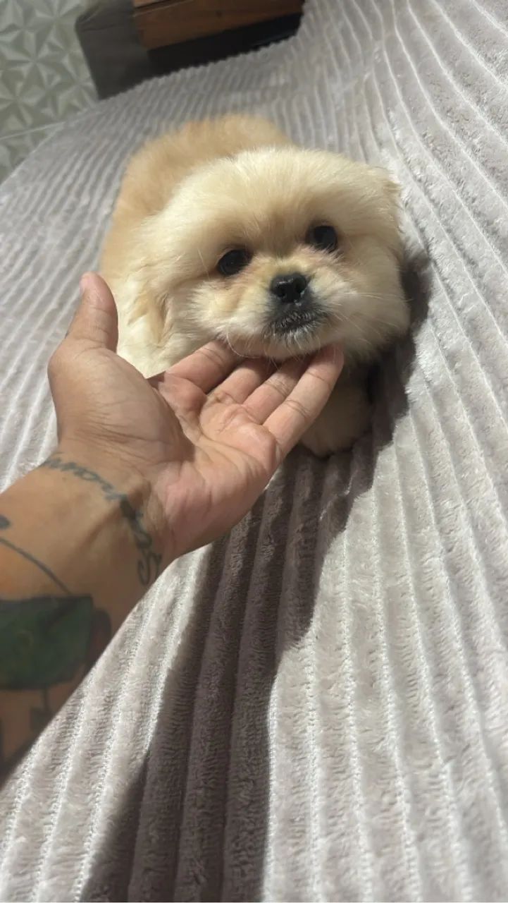 Cachorro Pequinês - Fofo e Carinhoso