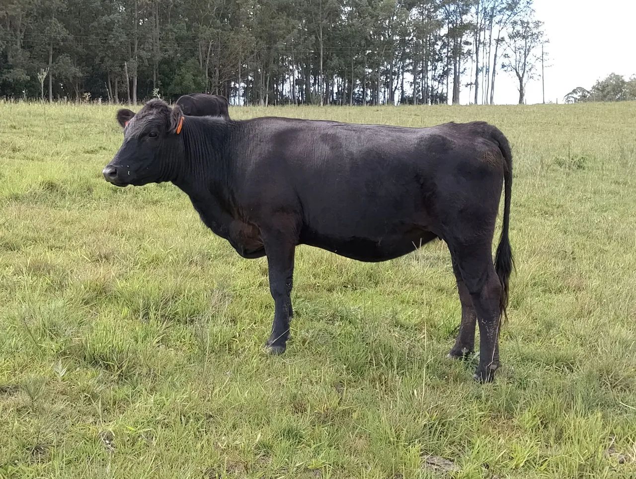 Novilhas Angus 