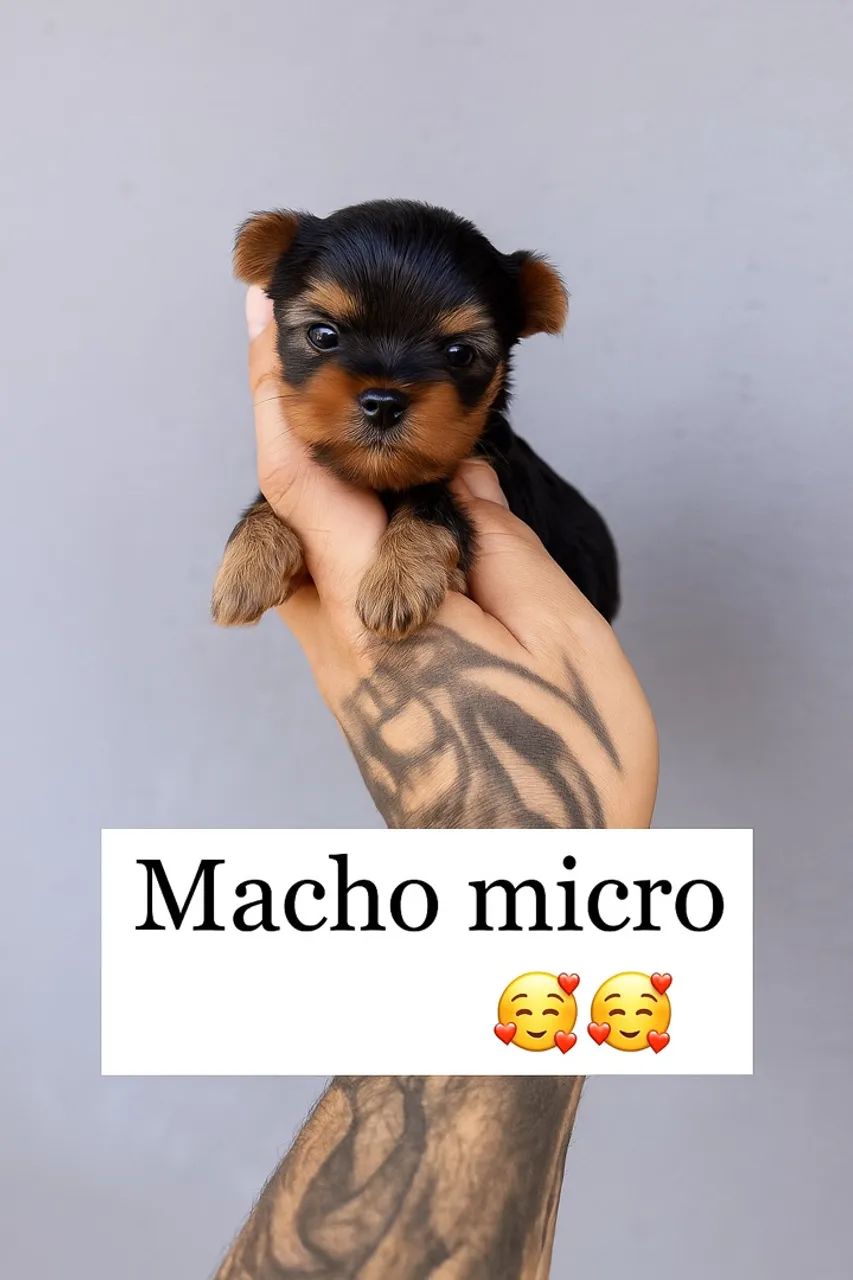 Yorkshire Terrier LINDOS - Qualidade e Pureza - Foto 3