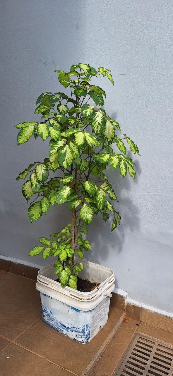 Planta natural com folhas variegadas  - Foto 2