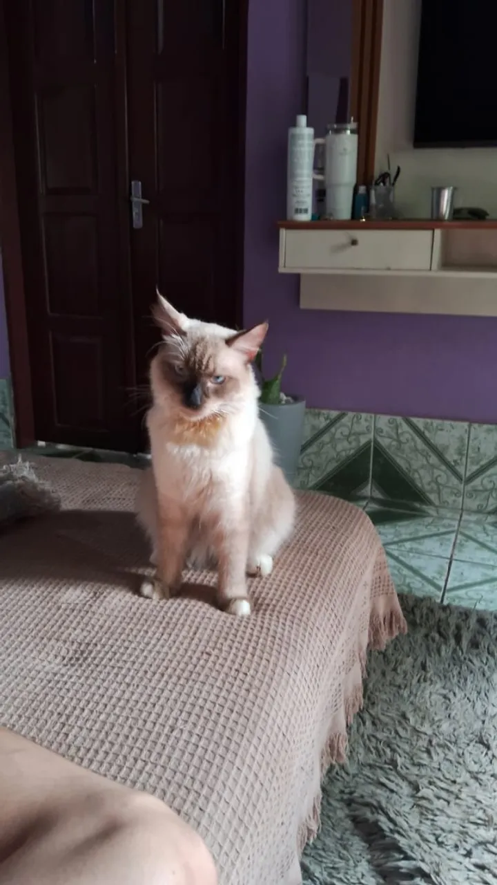 Gato novo, lindo, peludo, gigante e dócil, adora crianças cruzamento de persa com guajara