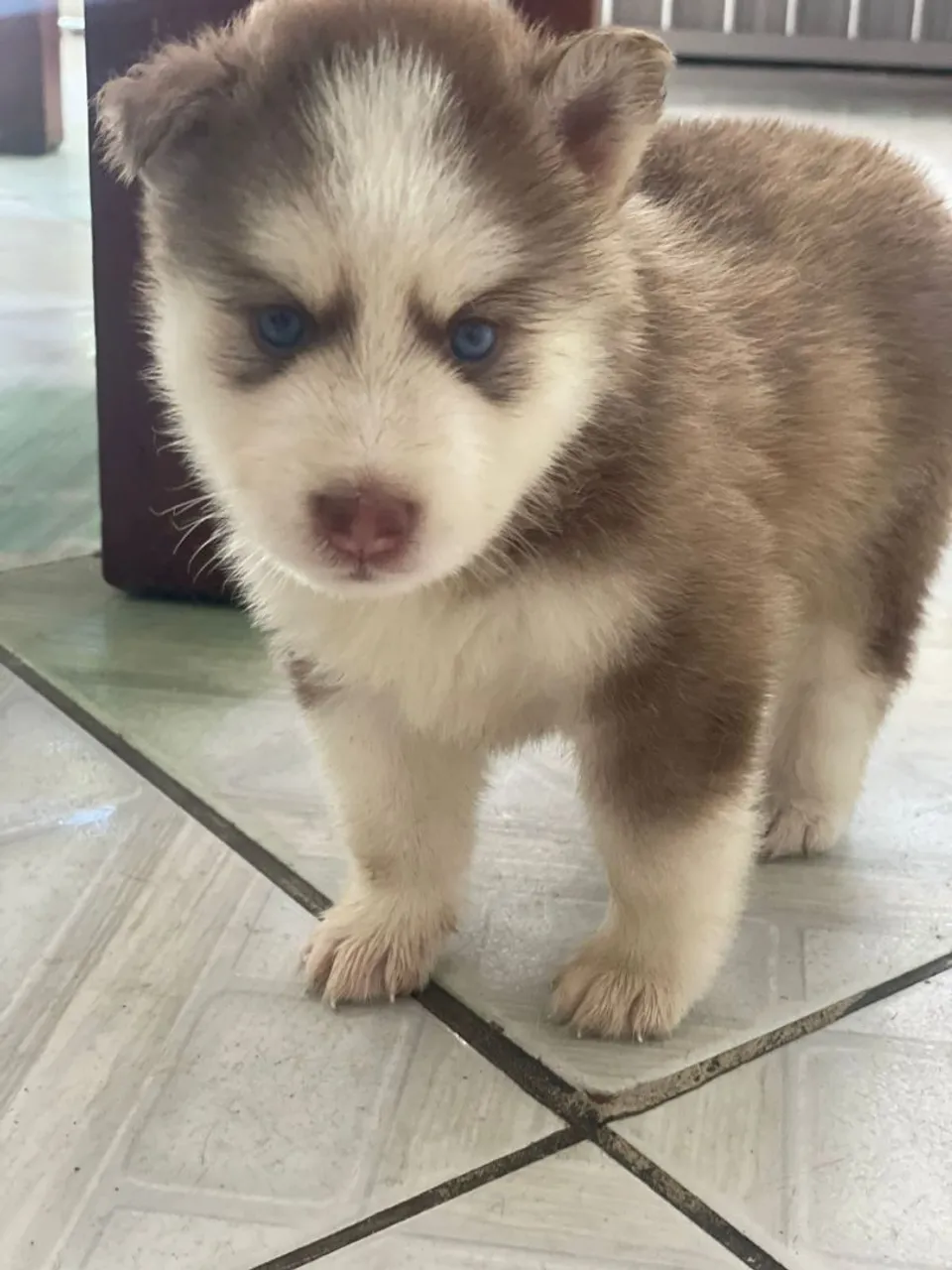 Filhote de Husky Siberiano - Olhos Azuis