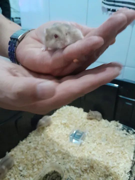 Filhotes de hamster anão russo. - Foto 2