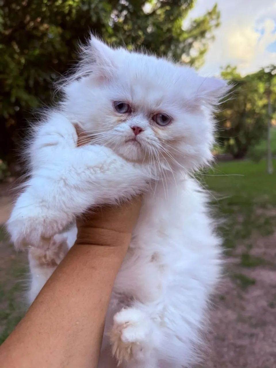 Gato Persa machos e Fêmea 