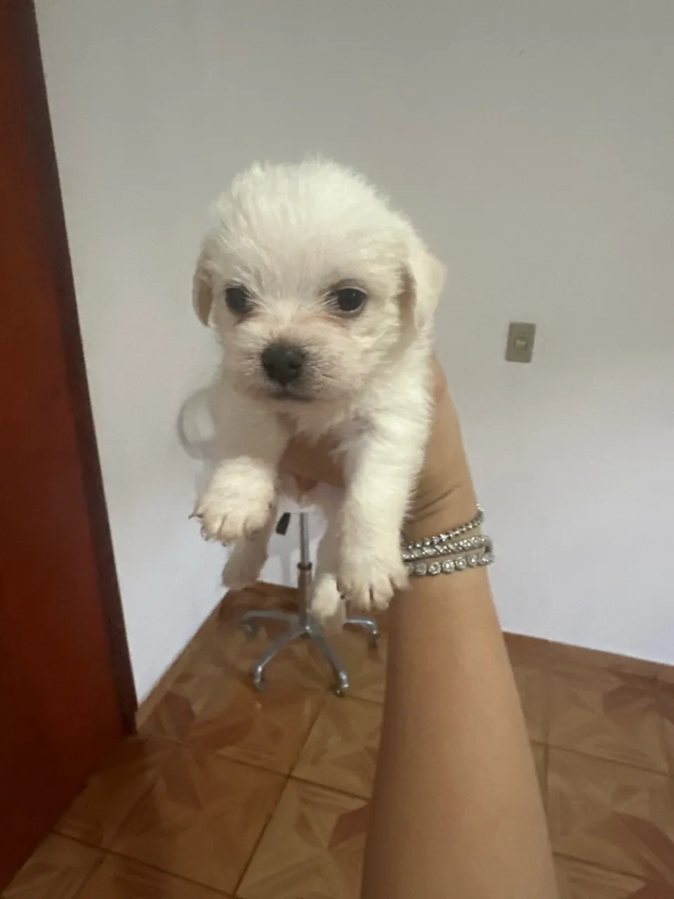 Filhote de Maltês fofo e encantador