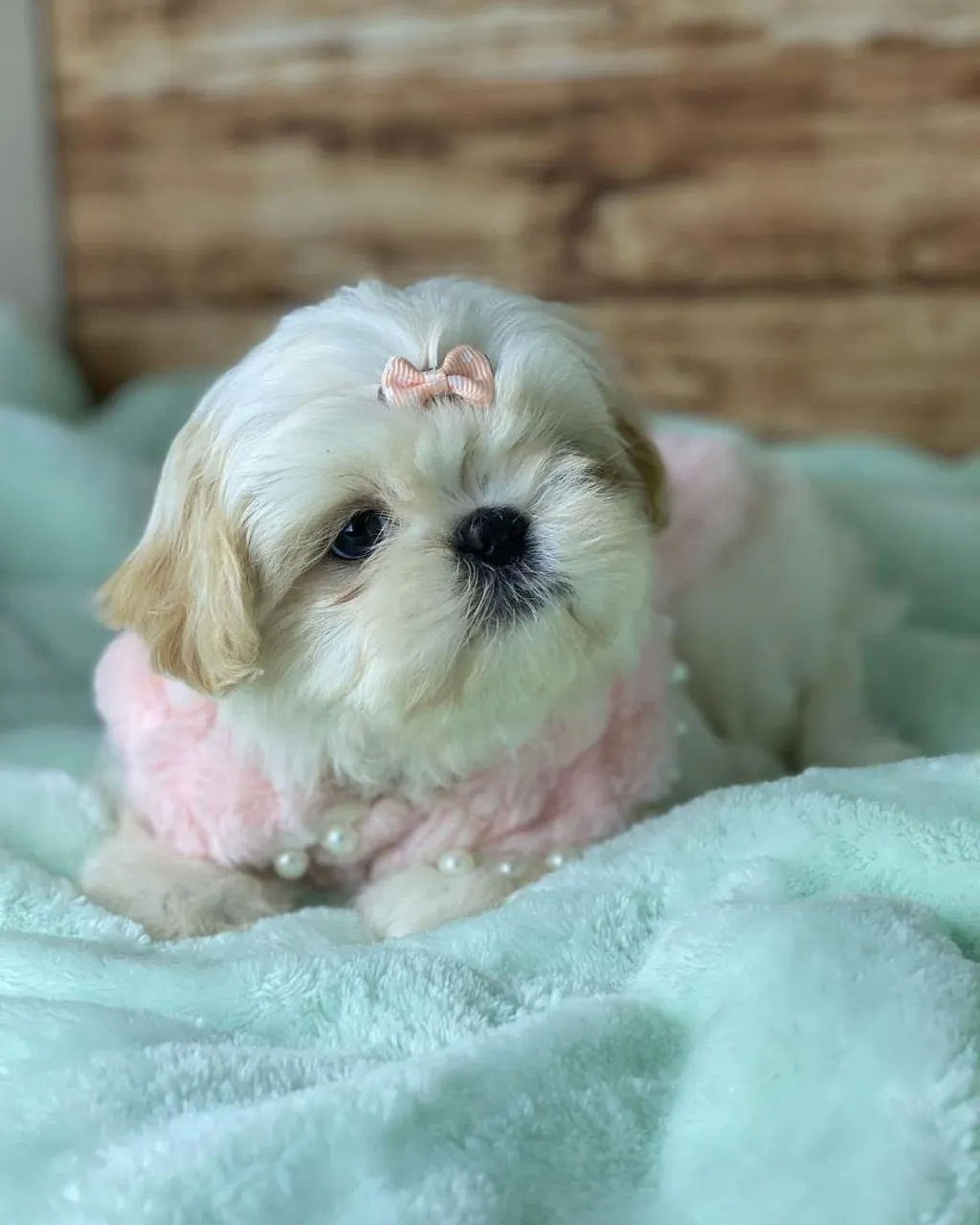 Filhote Shih Tzu macho e fêmea minis