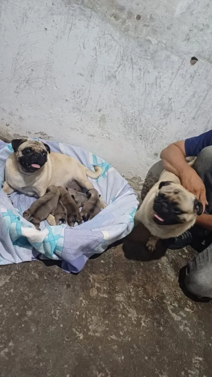 Filhotes de PUG