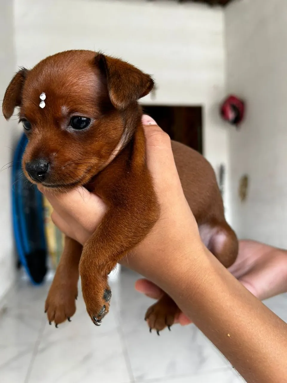 Pinscher n1 disponível 