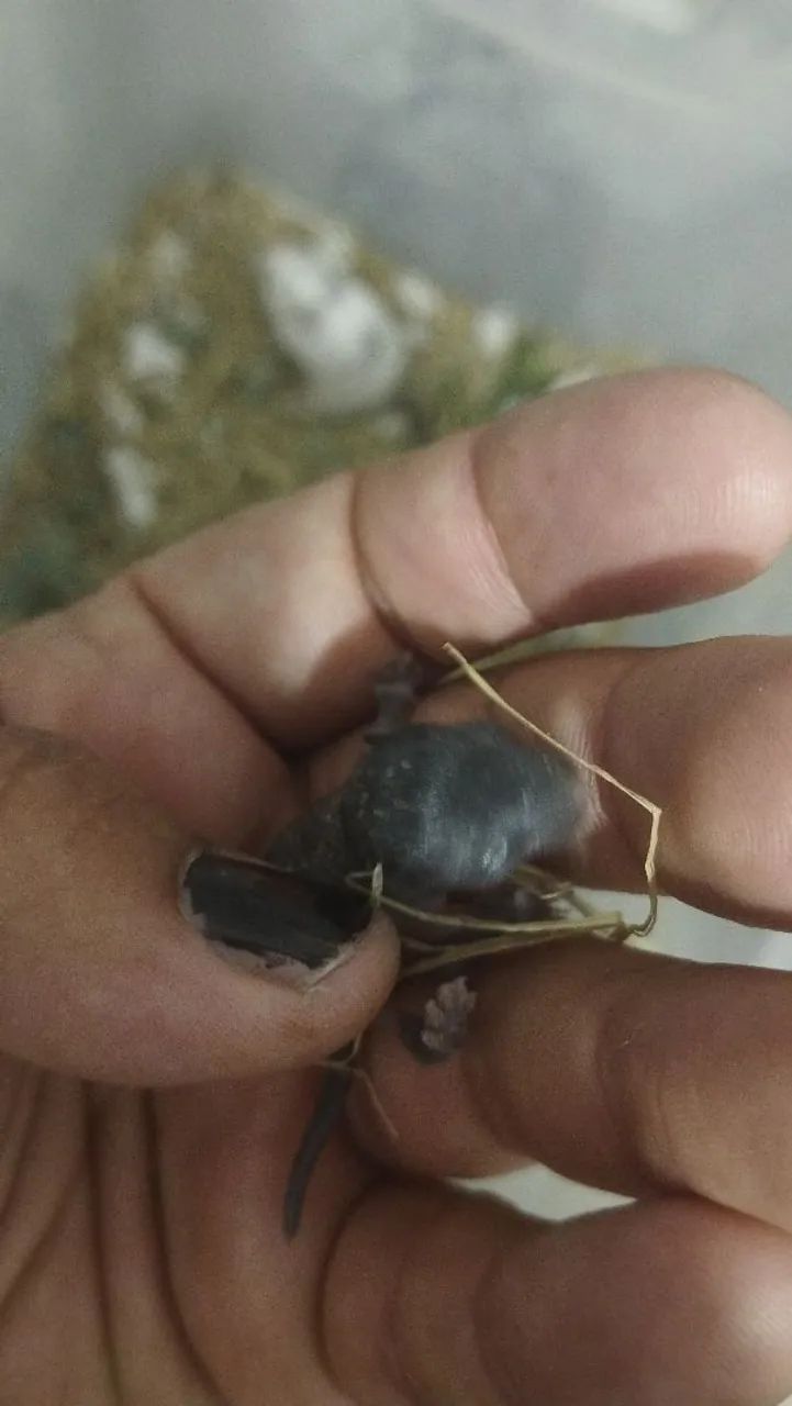 Filhotes de Gerbil a venda - Foto 4