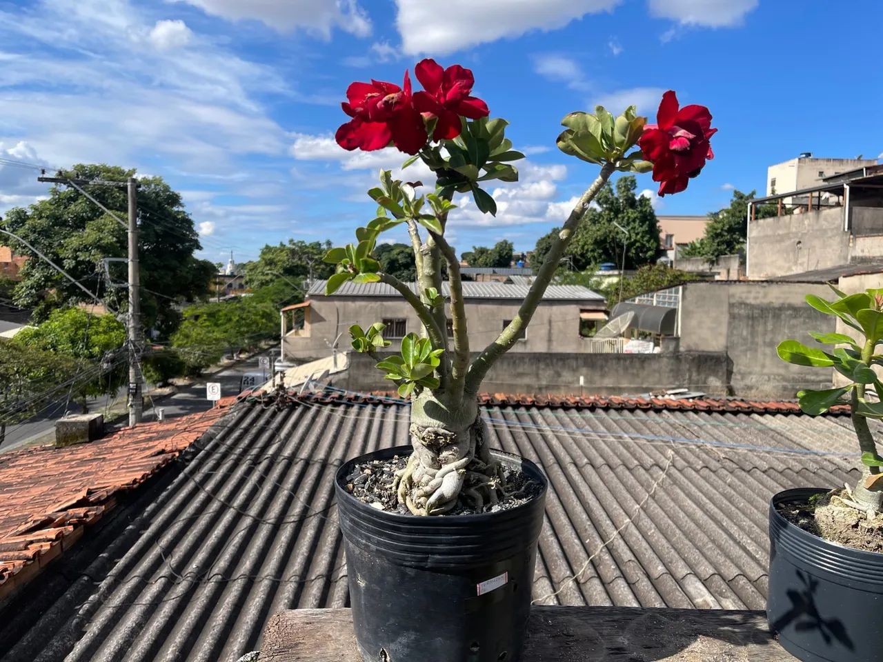 Rosa do deserto  - Foto 2