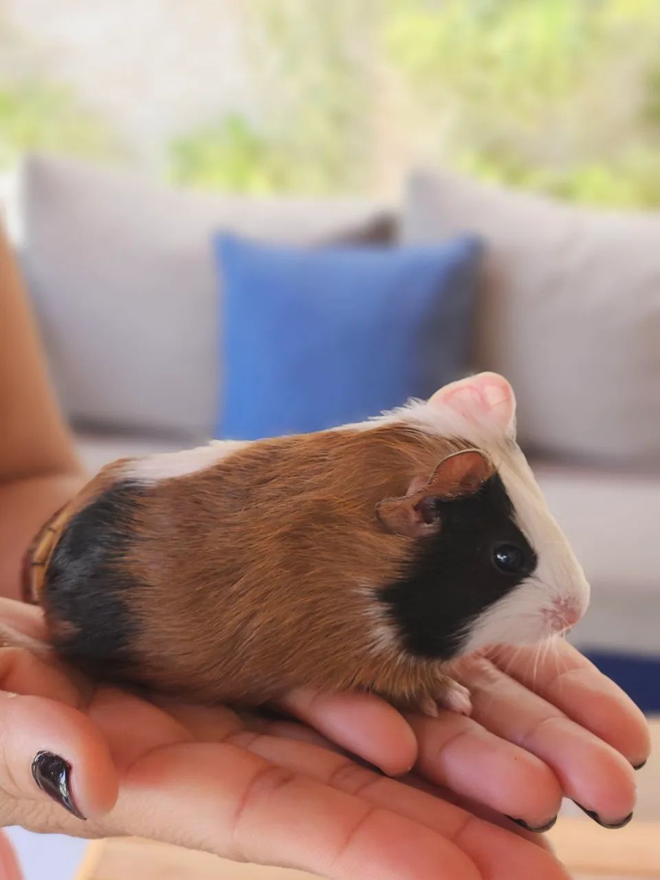 Porquinho da Índia - Foto 2