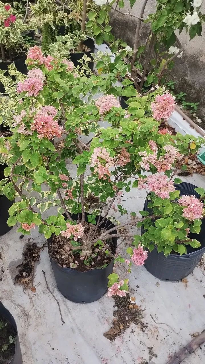 Venda bugavilles grande e pequeno  - Foto 5