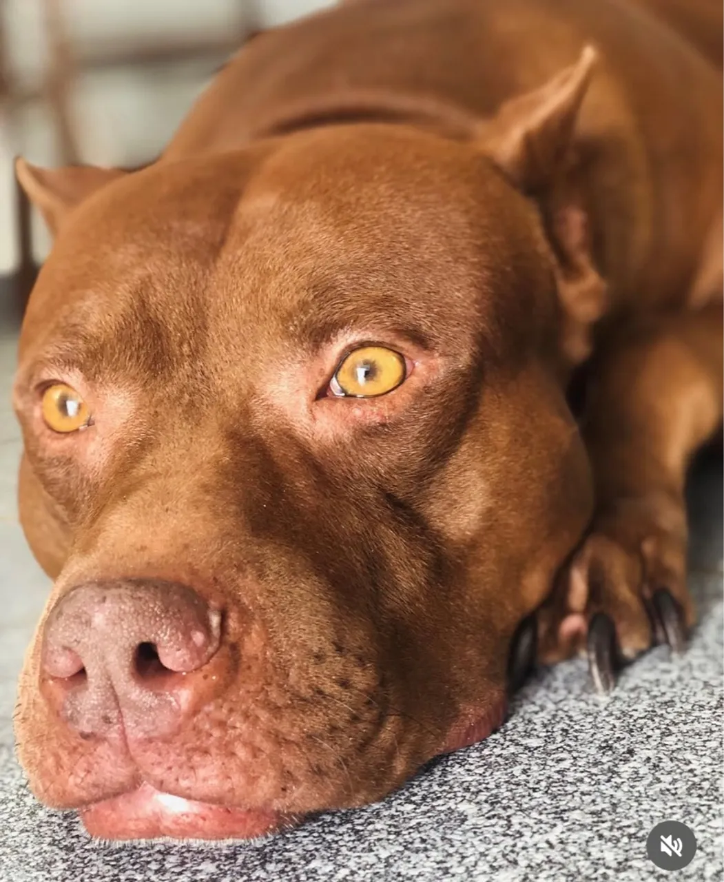 Pitbull Charmoso com Olhos Dourados