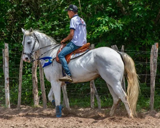 Égua Quarto de Milha a Venda