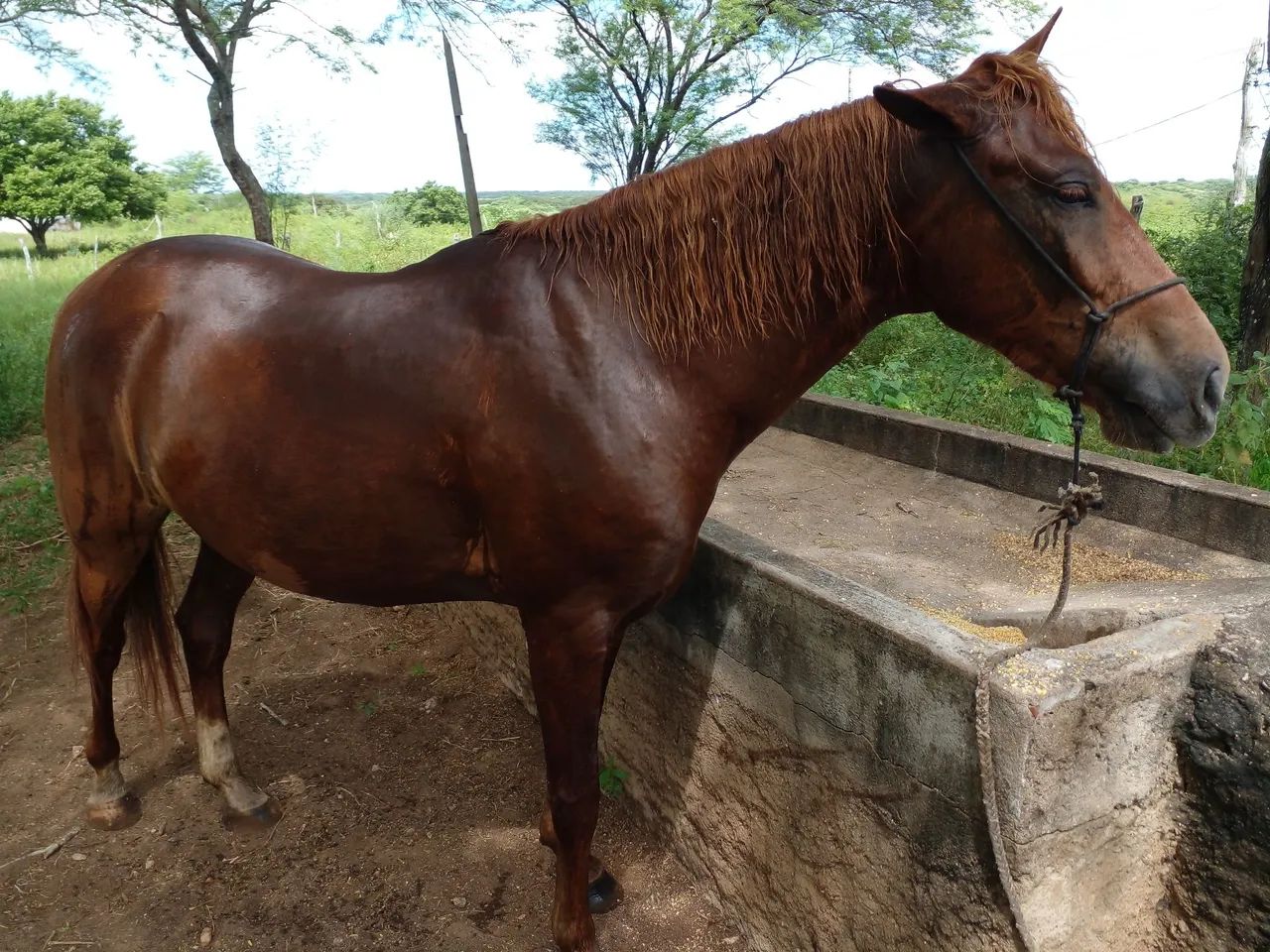Cavalo a venda em São Paulo do Potengi  - Foto 5