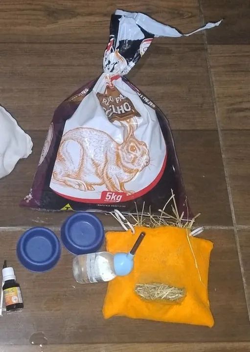 Casal de porquinho da índia  - Foto 5