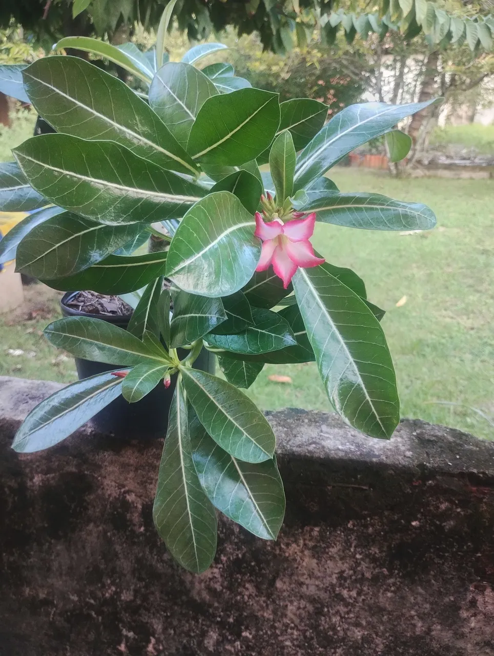Rosa do Deserto - Linda e florida!