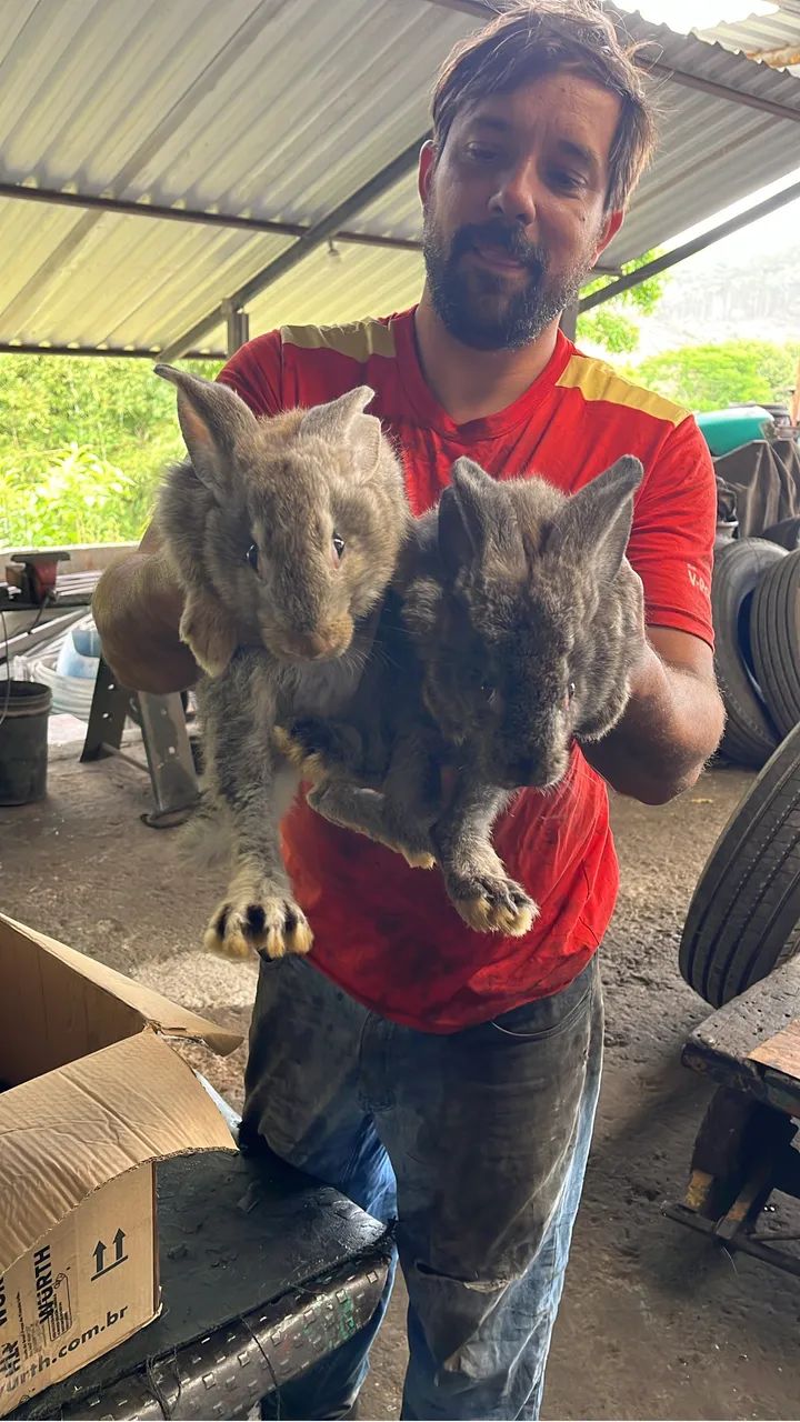 Coelho Gigante64169288098179121