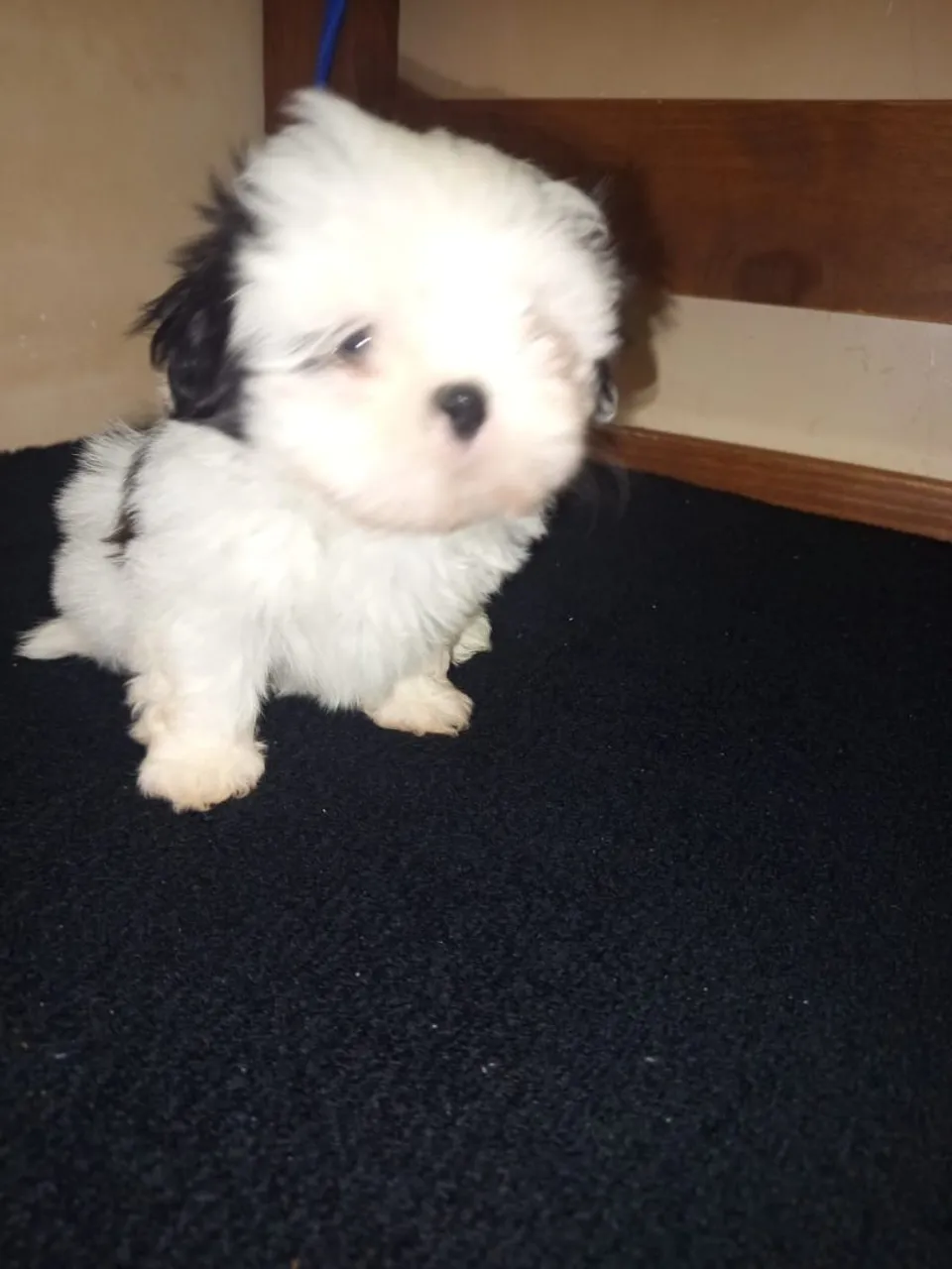Filhote de Shih Tzu