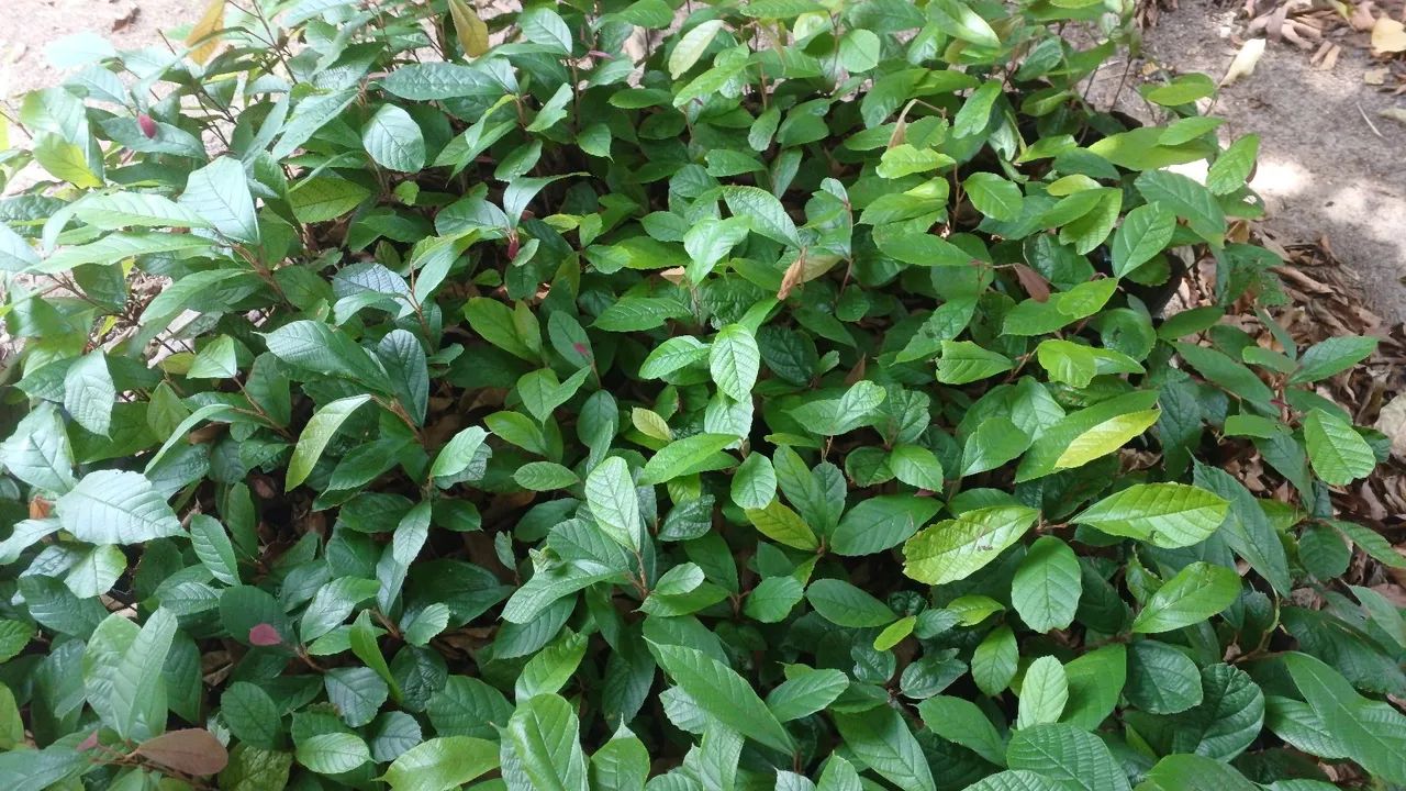 Mudas de plantas  - Foto 2