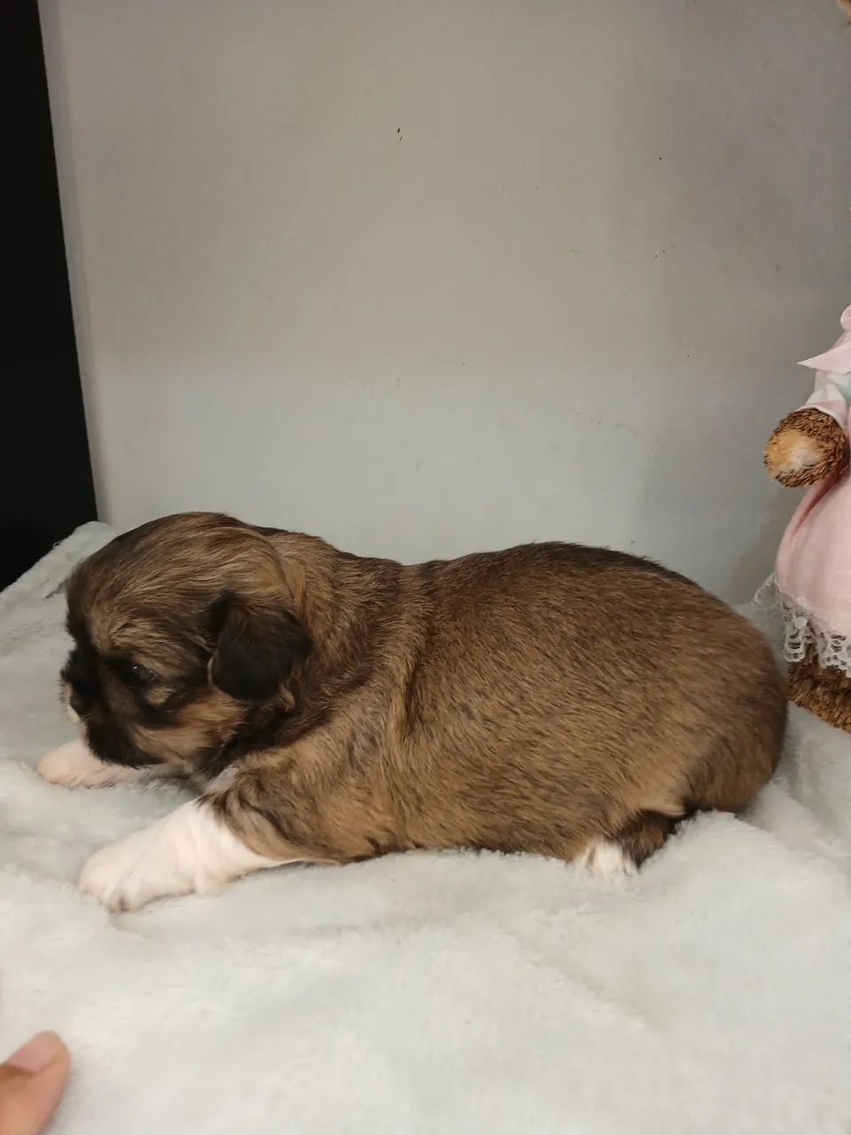 Filhote de shihtzu fêmea disponível para reserva  - Foto 2