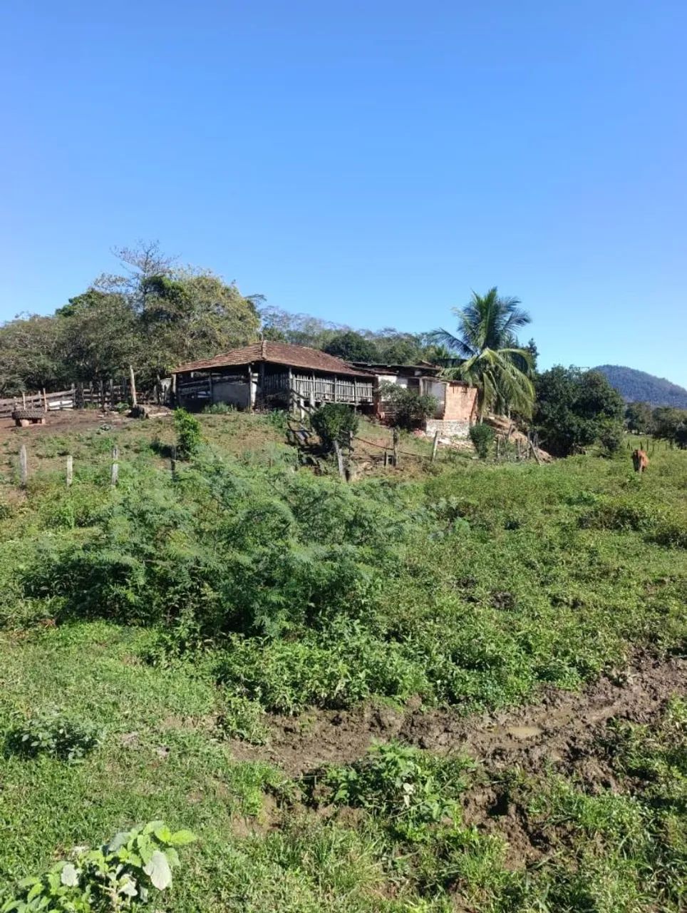 Propriedade cachoeiras de itapemerim  - Foto 3