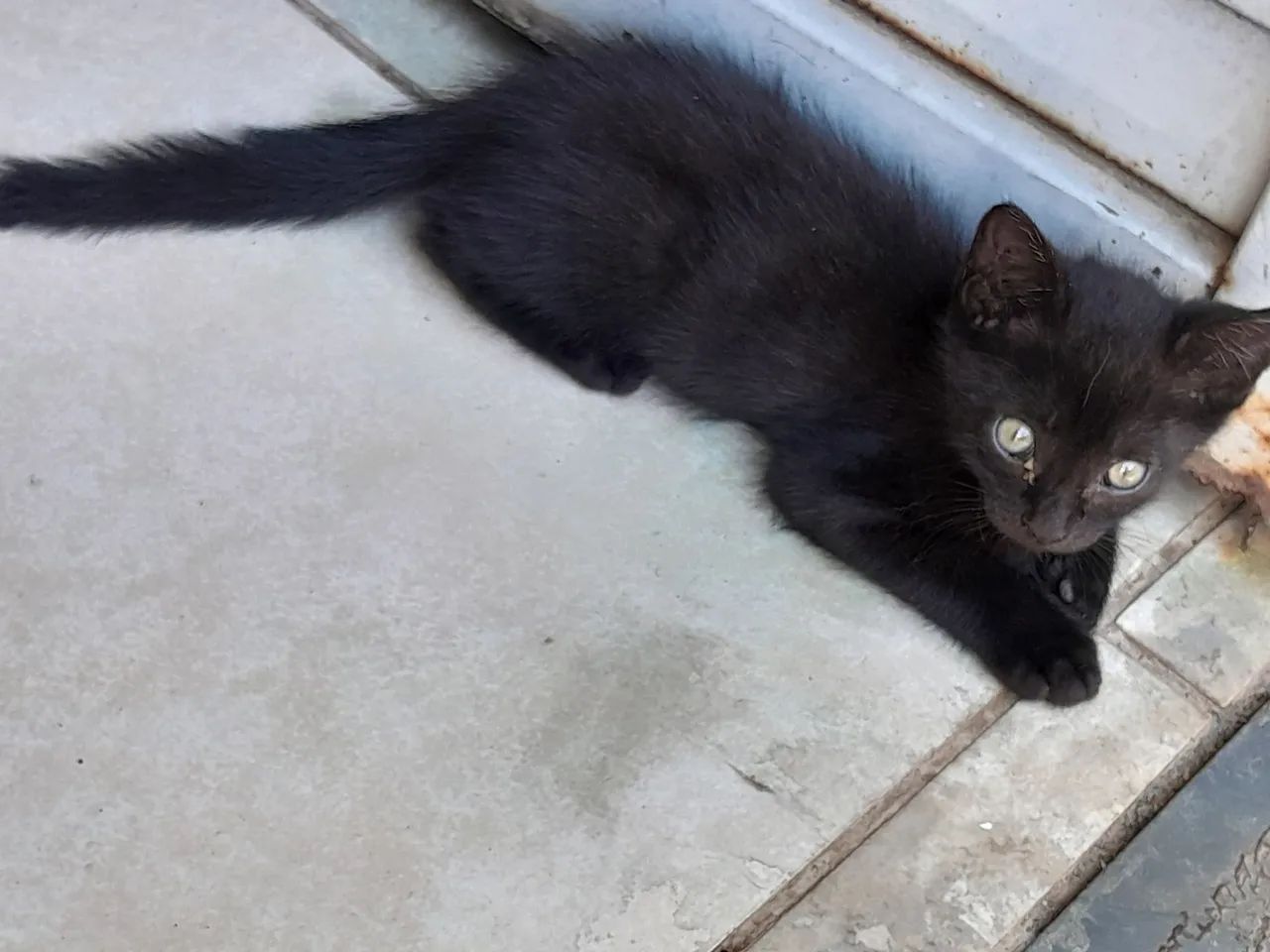 Doação Gatinhos - Foto 2