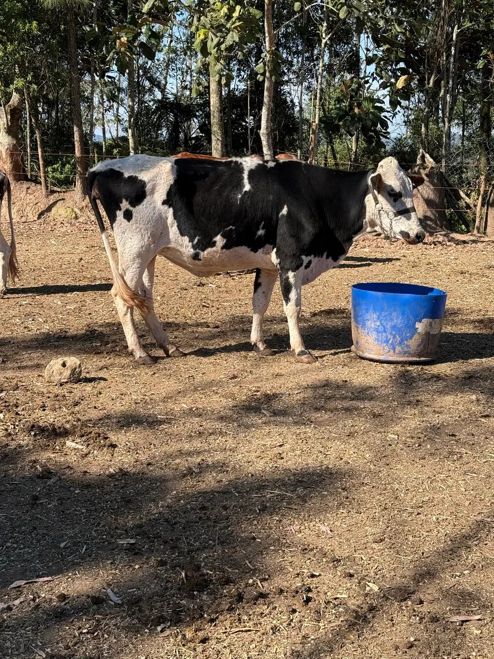 Vaca a venda  - Foto 3