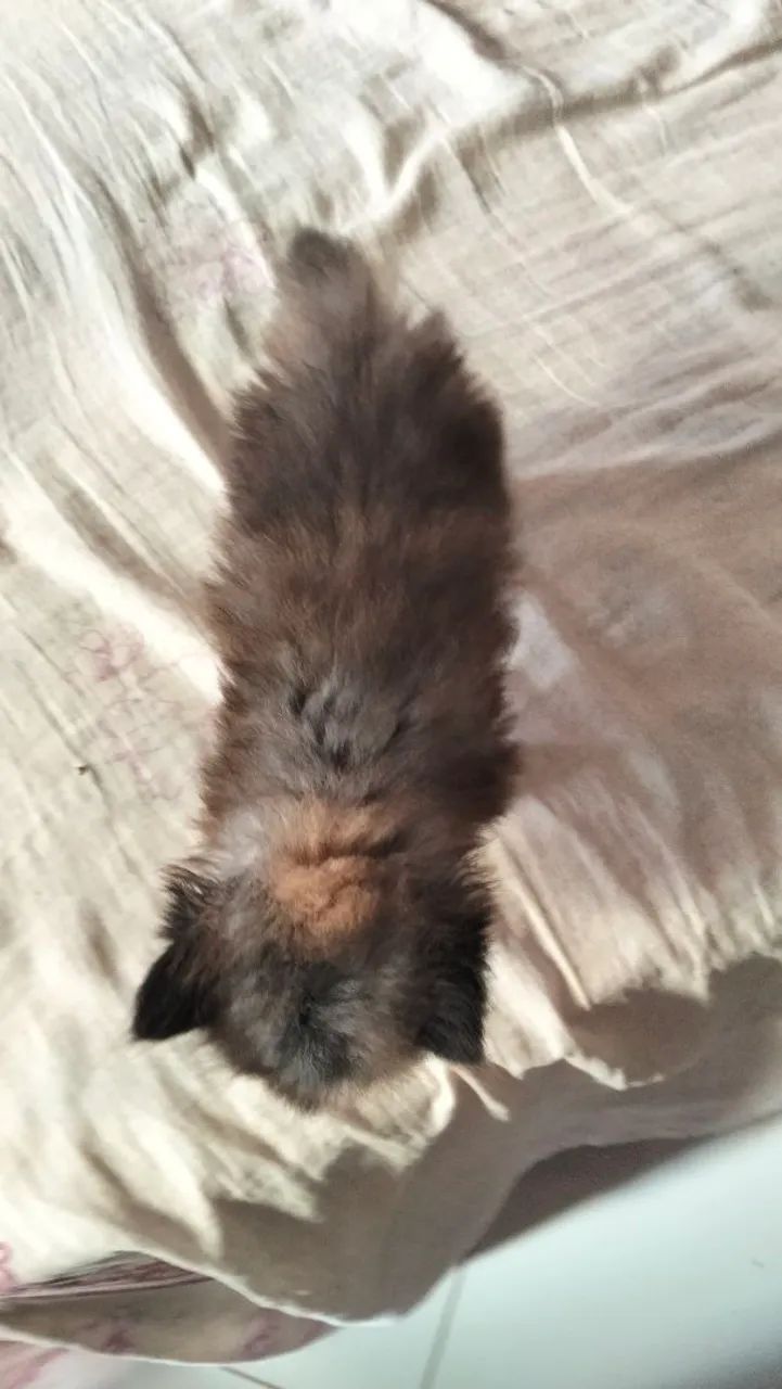 Gata persa fêmea disponível  - Foto 4