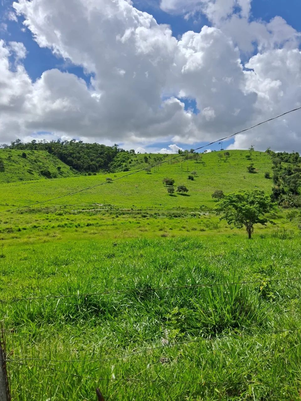 Fazenda 13,5 Alqueire Aimorés - Foto 4