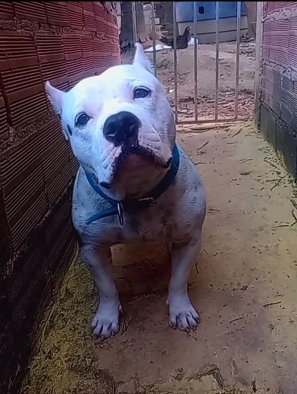 Vendo filhotes de Pit Bull  - Foto 4