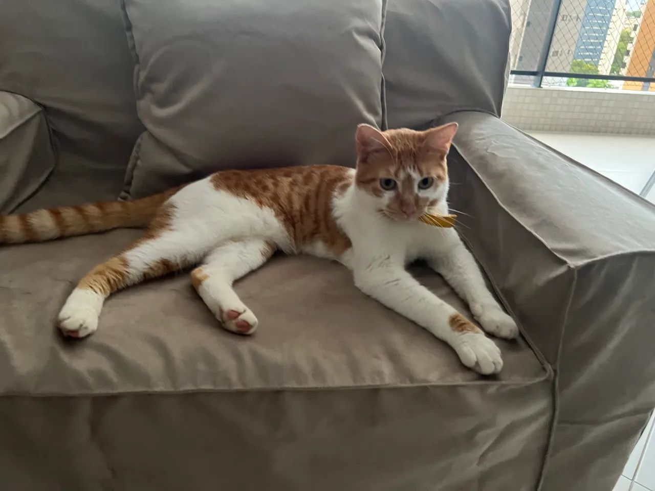 Gatinho para adoção responsável.