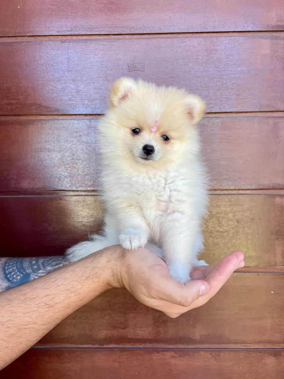 Lulu da Pomerania Fêmea  - Foto 2