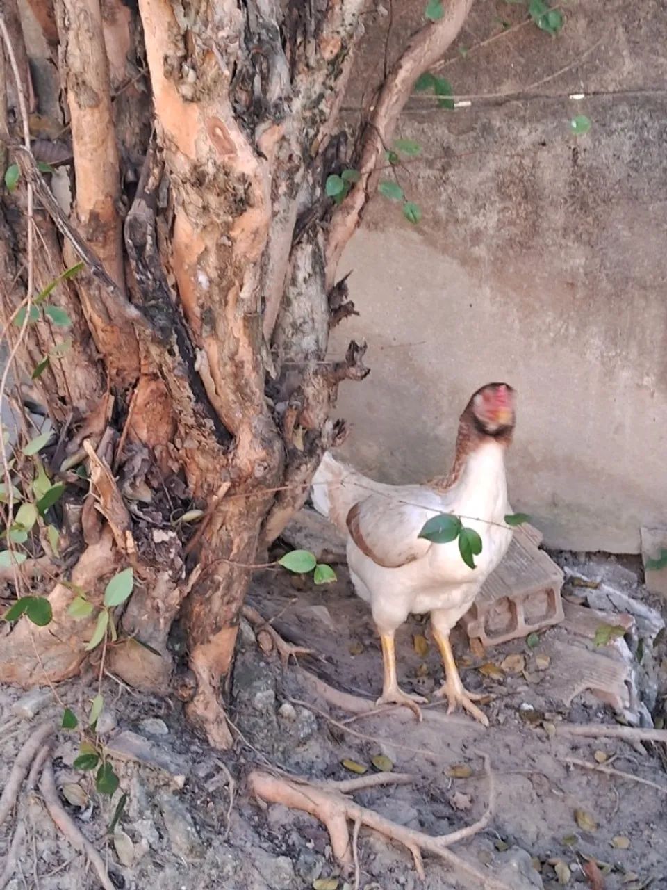 Galo e galinha - Foto 5